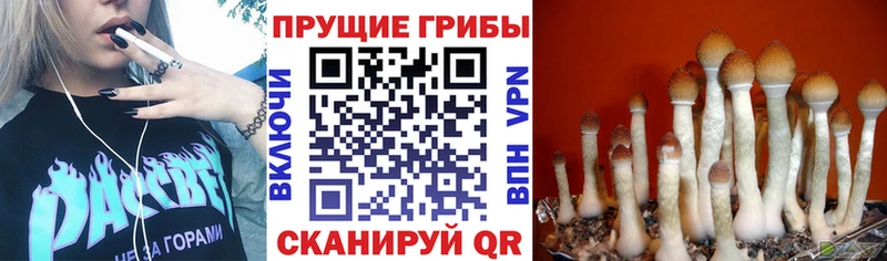 Галлюциногенные грибы MAGIC MUSHROOMS  Купить закладки  Ивдель 